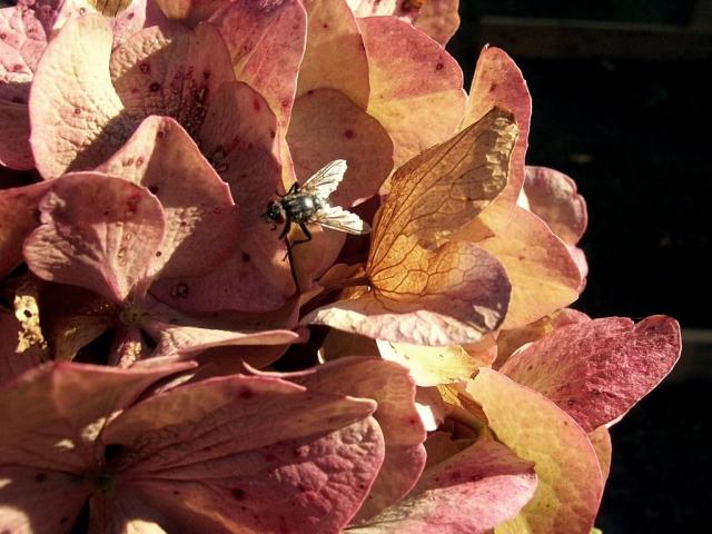 housefly.