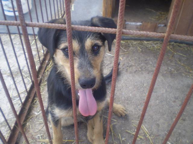Pola .