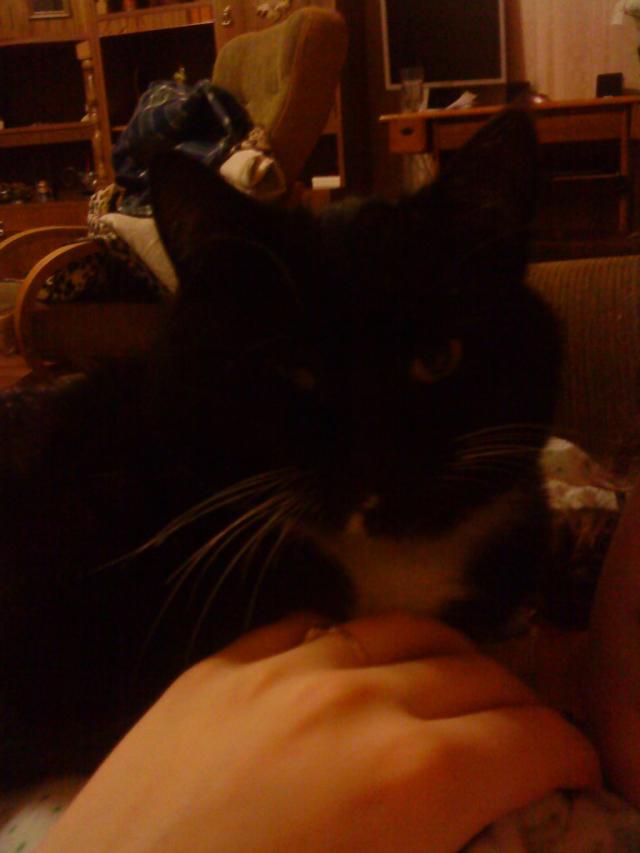 kitek! 