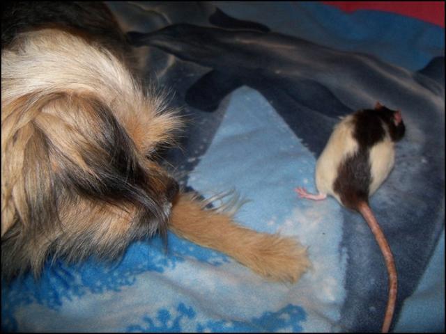 niemiecki to zuo!