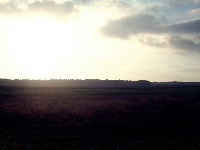 meadow sun.