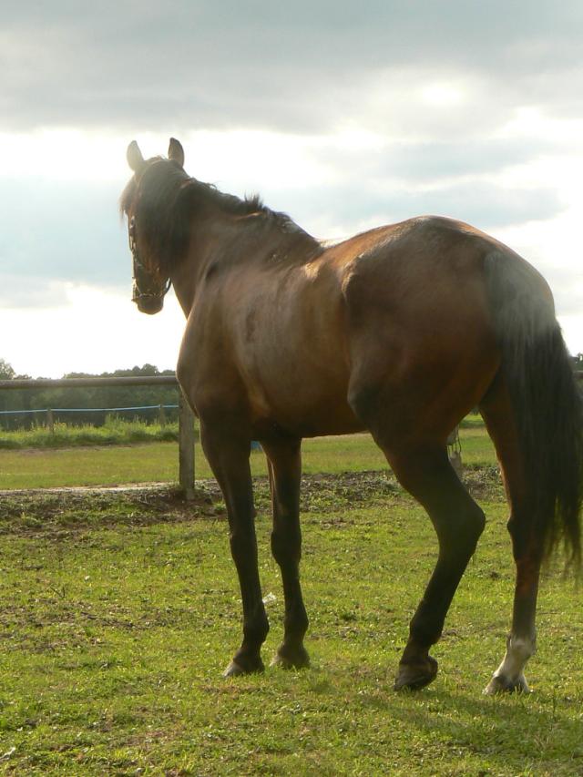 Bohun 1999-2011