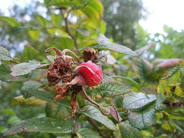 rose hawthorn.
