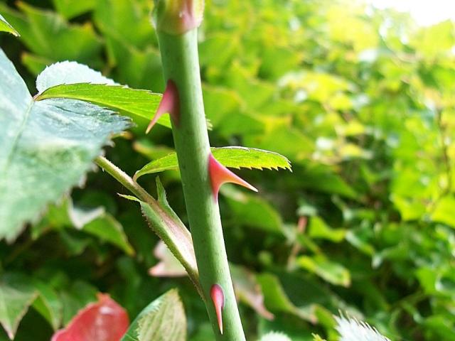 spikes of rose.