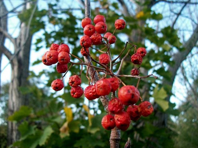 common mountain ash.