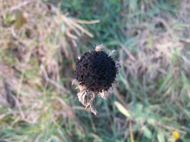 sunflower seeds.