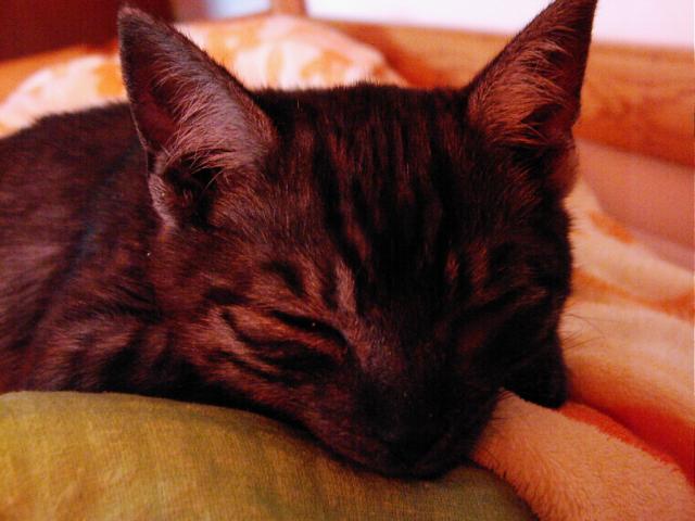 Kotek