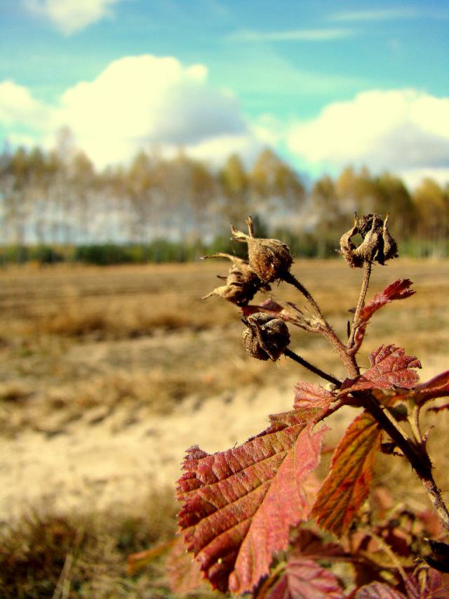 Herbst ;)