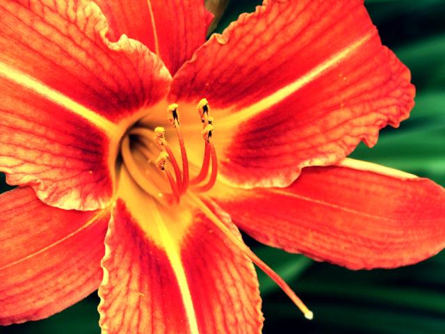 Wpis tolazolina