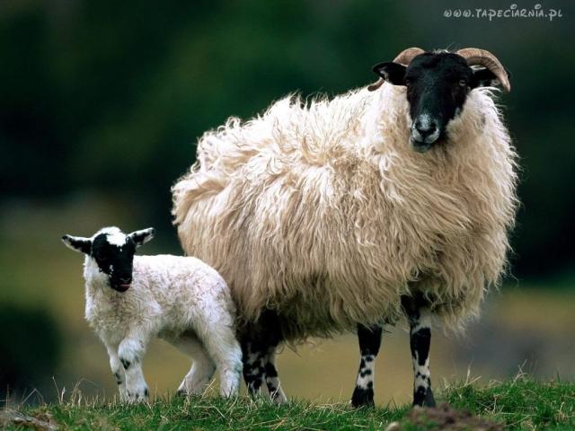 beeeee bebeeeebebeee