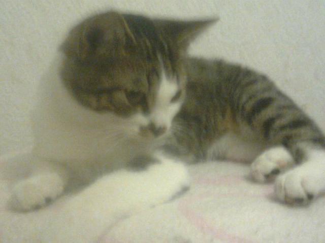 Bobek ;D