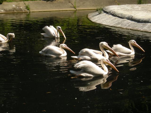 zwierzta