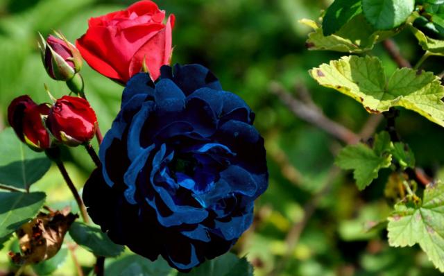Ten black roses