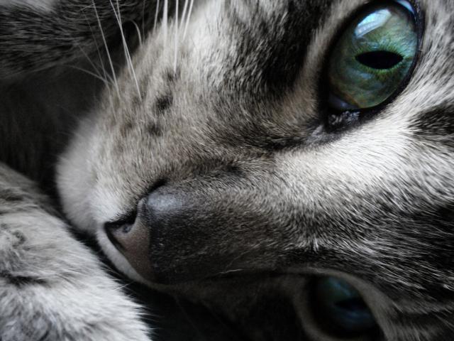 =^.^=