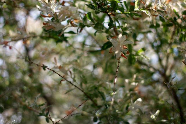 Wpis nerdii