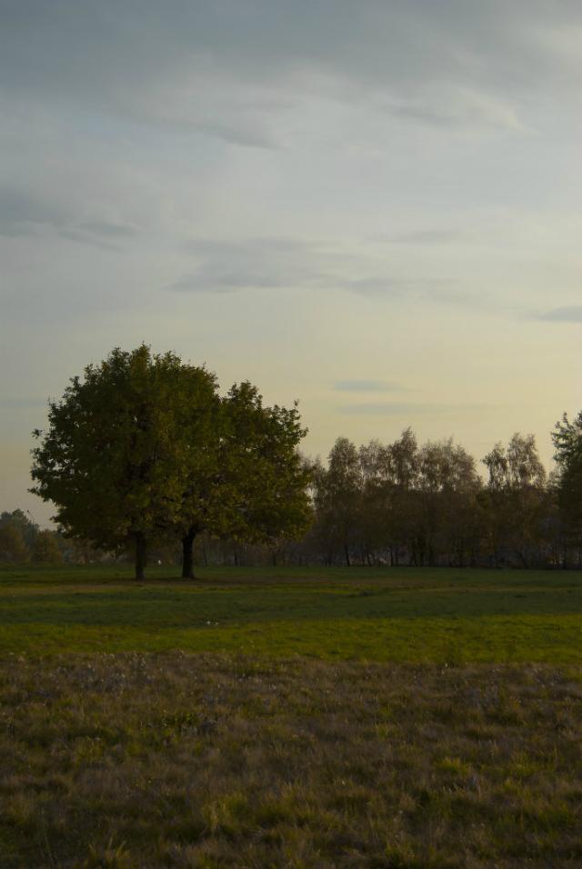 Wpis hikamarephotos