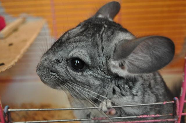 Bobek:**