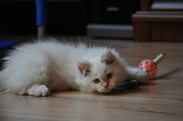 Teddy 