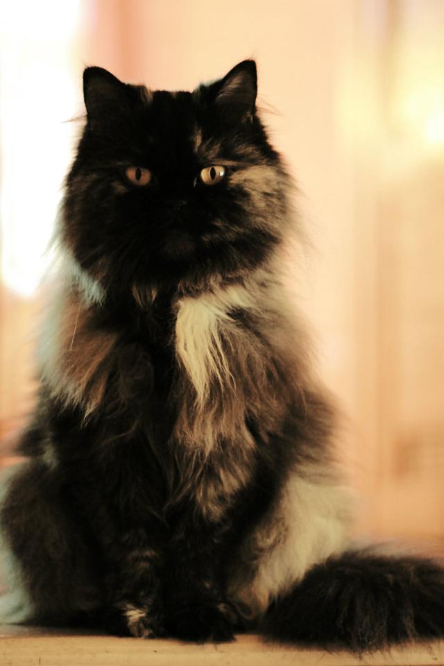 Fafcik