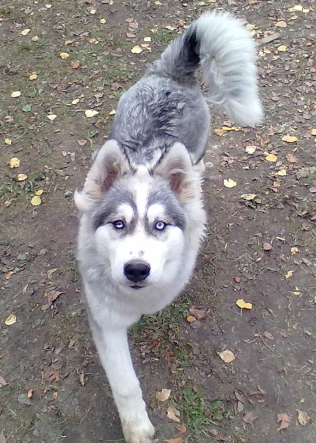 Hasu 