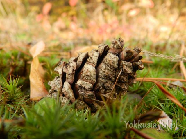 Wpis yokkusia