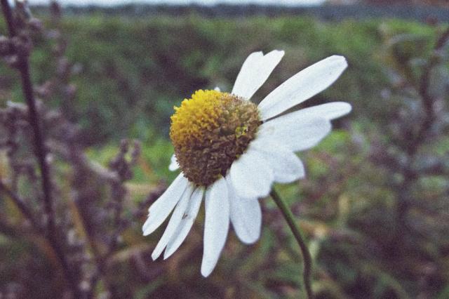 Autumn Flower