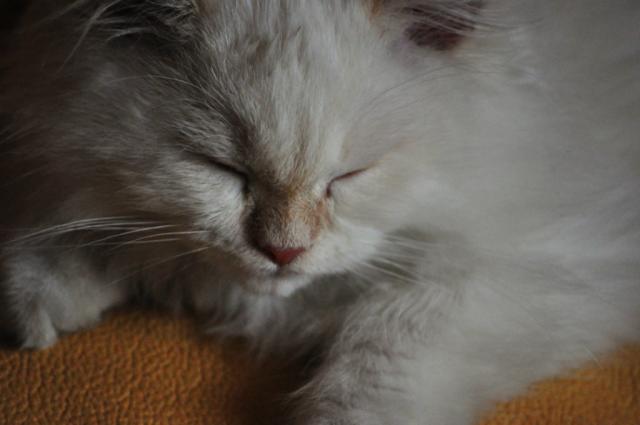 Kicia 