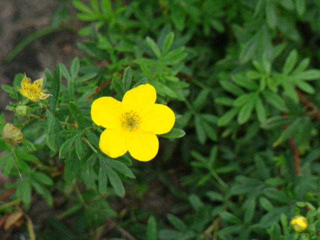 flower 