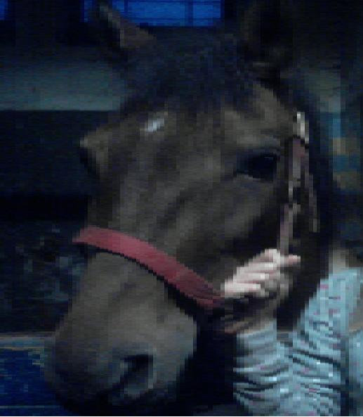 Dunka-wspaniay konik*-*