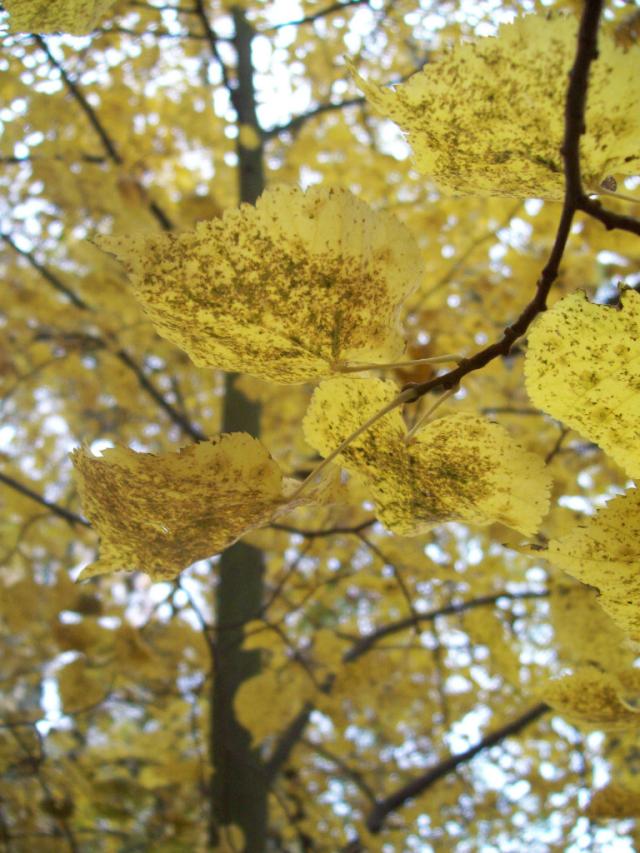 Autumn.