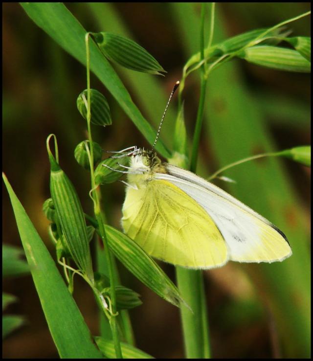 Wpis lumturi