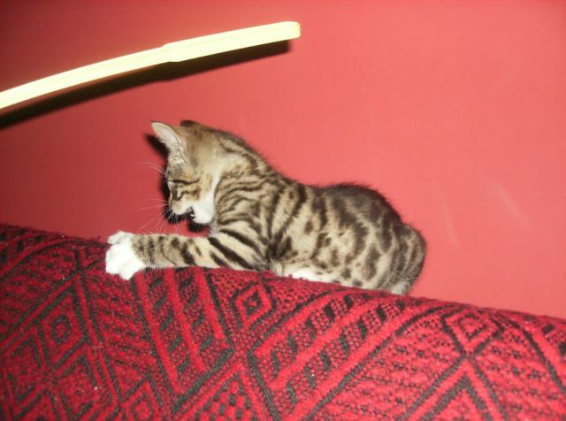 Malanka ^^