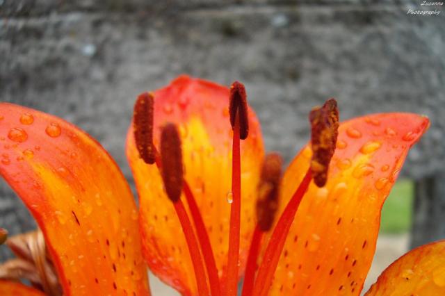 Wpis reginalunae