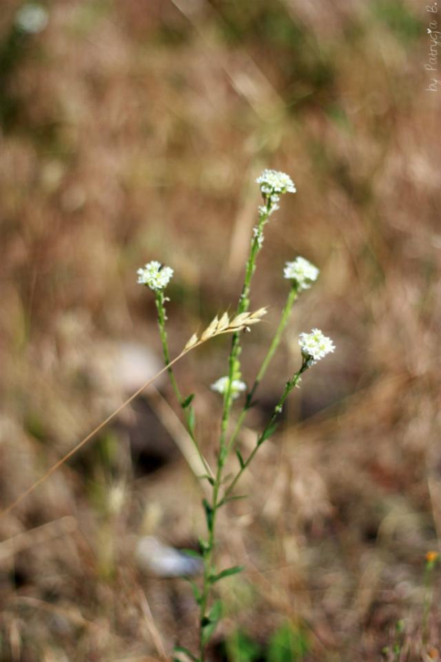 Wpis nerdii