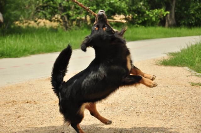 Wpis blackdiana
