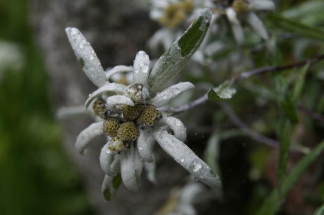 Szarotka...najskromniejszy Kwiat