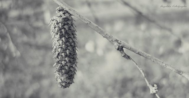 Wpis touchofspring