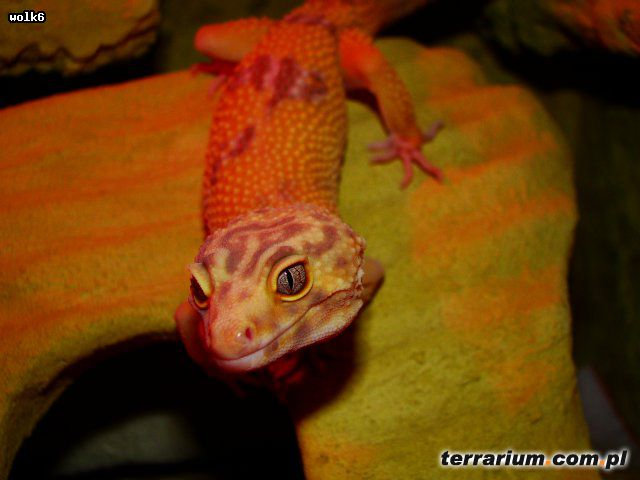 gekoniasty