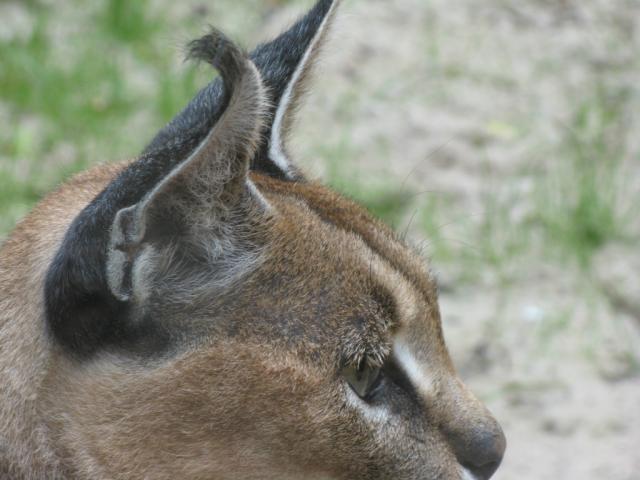 5.