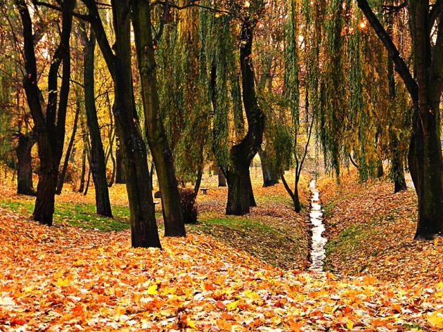 81- Park
