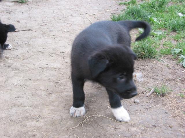 Sodziak 