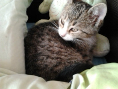 Zaintrygowany Rufus ^^ xd