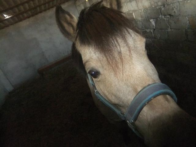 Kubu ;((