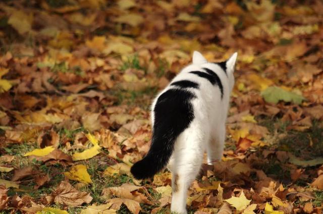 walking alone