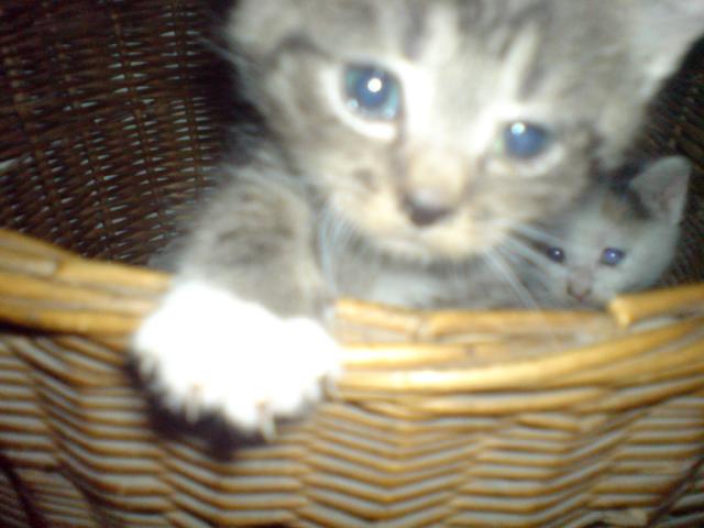 Gucio