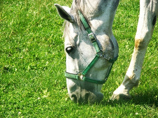 Stare Perci ; ***