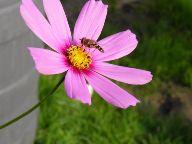 bee.:)