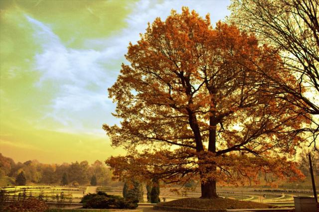 beautiful autumn