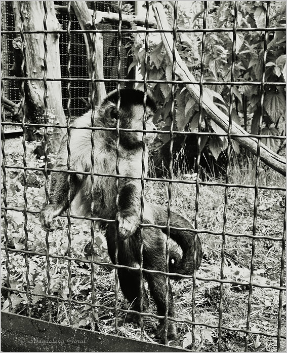 Wpis magnoliae