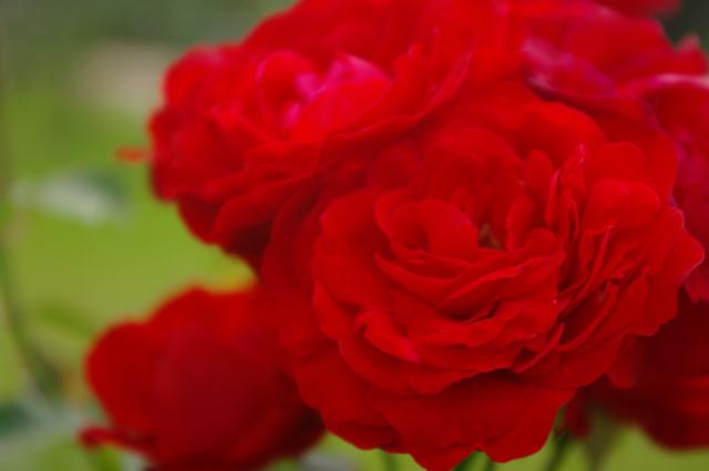 14. Red Rose ...